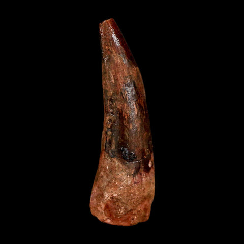 1.8" Spinosaurus Fossil Tooth 100 Million Years Old Cretaceous Dinosaur COA Stand