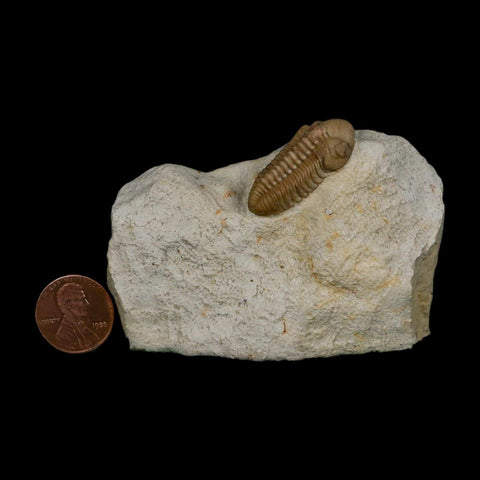 1.2" Kainops Raymodi Trilobite Fossil In Matrix Compound eyes Black Cat Mountain OK - Fossil Age Minerals