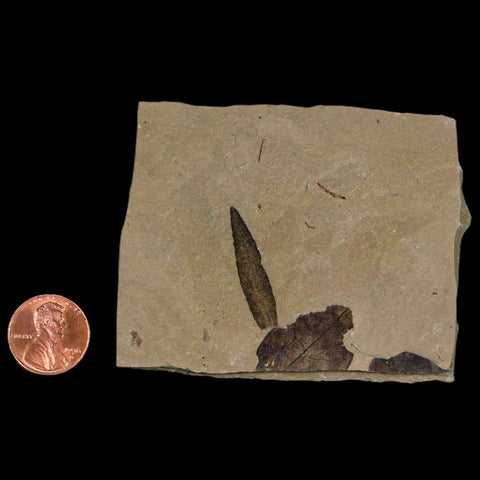 1.2" Detailed Cedrelospermum Nervosum Fossil Plant Leaf Eocene Age Green River UT - Fossil Age Minerals