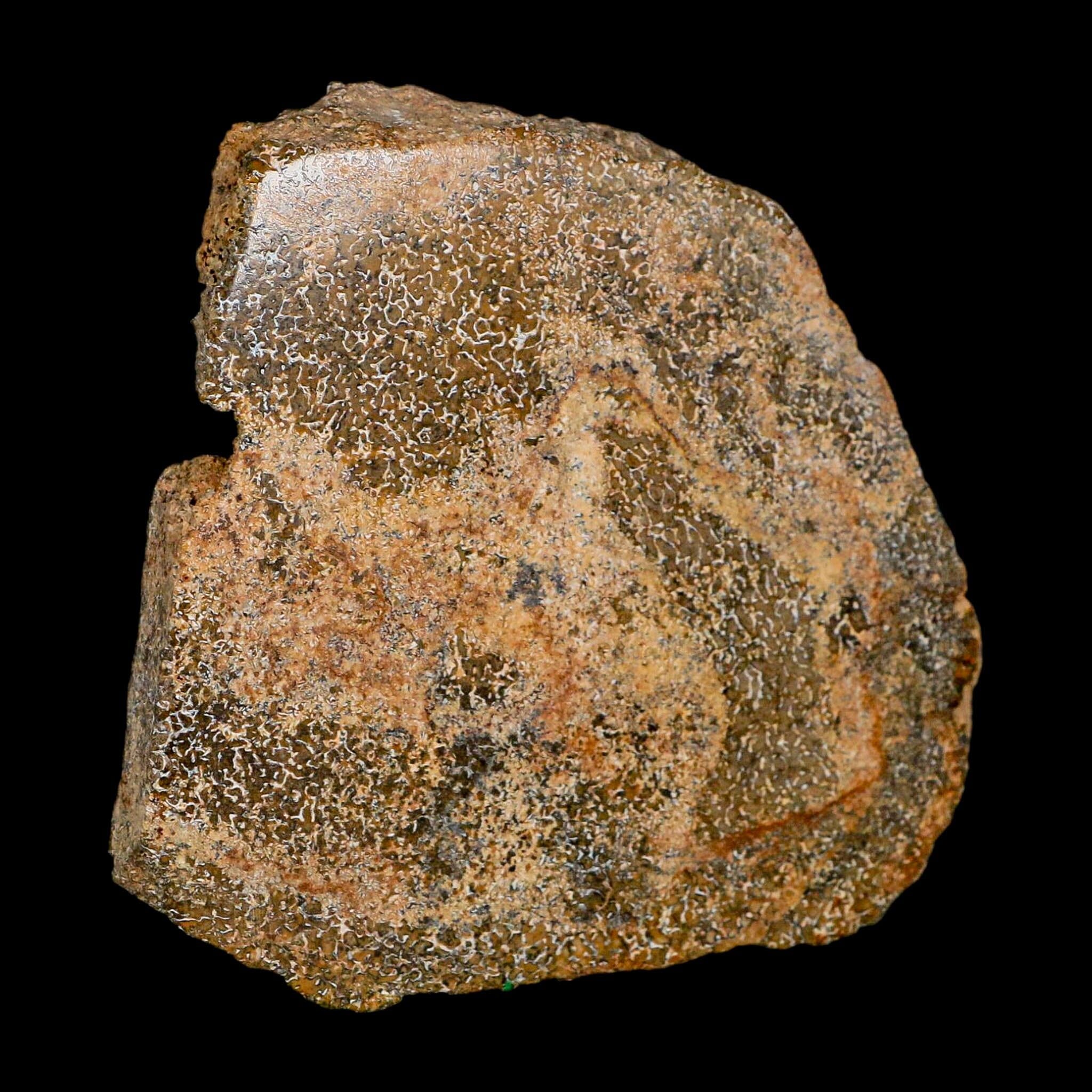 3.4" Fossil Dinosaur Gem Bone Cut Polished Slab Agatized Dinosaur Bone Morocco