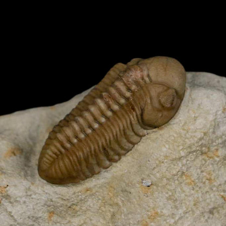 1.2" Kainops Raymodi Trilobite Fossil In Matrix Compound eyes Black Cat Mountain OK