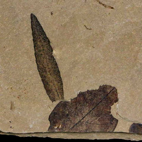 1.2" Detailed Cedrelospermum Nervosum Fossil Plant Leaf Eocene Age Green River UT - Fossil Age Minerals