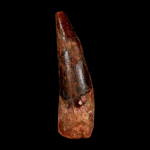 1.8" Spinosaurus Fossil Tooth 100 Million Years Old Cretaceous Dinosaur COA Stand