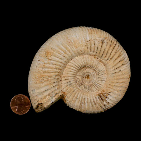 94MM Perisphinctes Ammonite Fossil Nautilus Madagascar Jurassic Age COA - Fossil Age Minerals
