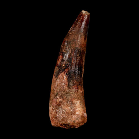 1.8" Spinosaurus Fossil Tooth 100 Million Years Old Cretaceous Dinosaur COA Stand