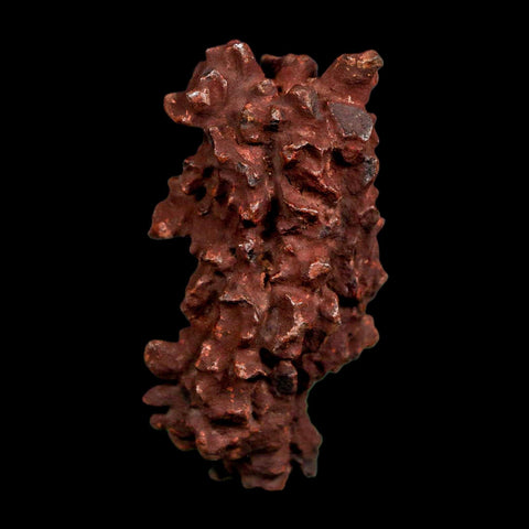 2.2" Prehistoric Coprolite Fossil Specimen Poop Dung Miocene Madagascar