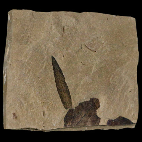 1.2" Detailed Cedrelospermum Nervosum Fossil Plant Leaf Eocene Age Green River UT - Fossil Age Minerals