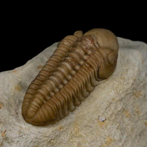 1.2" Kainops Raymodi Trilobite Fossil In Matrix Compound eyes Black Cat Mountain OK - Fossil Age Minerals