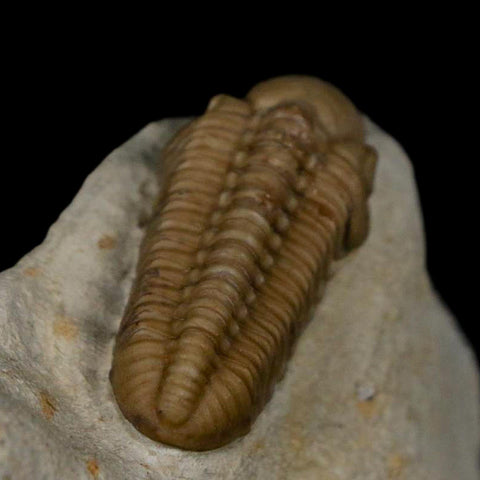 1.2" Kainops Raymodi Trilobite Fossil In Matrix Compound eyes Black Cat Mountain OK - Fossil Age Minerals