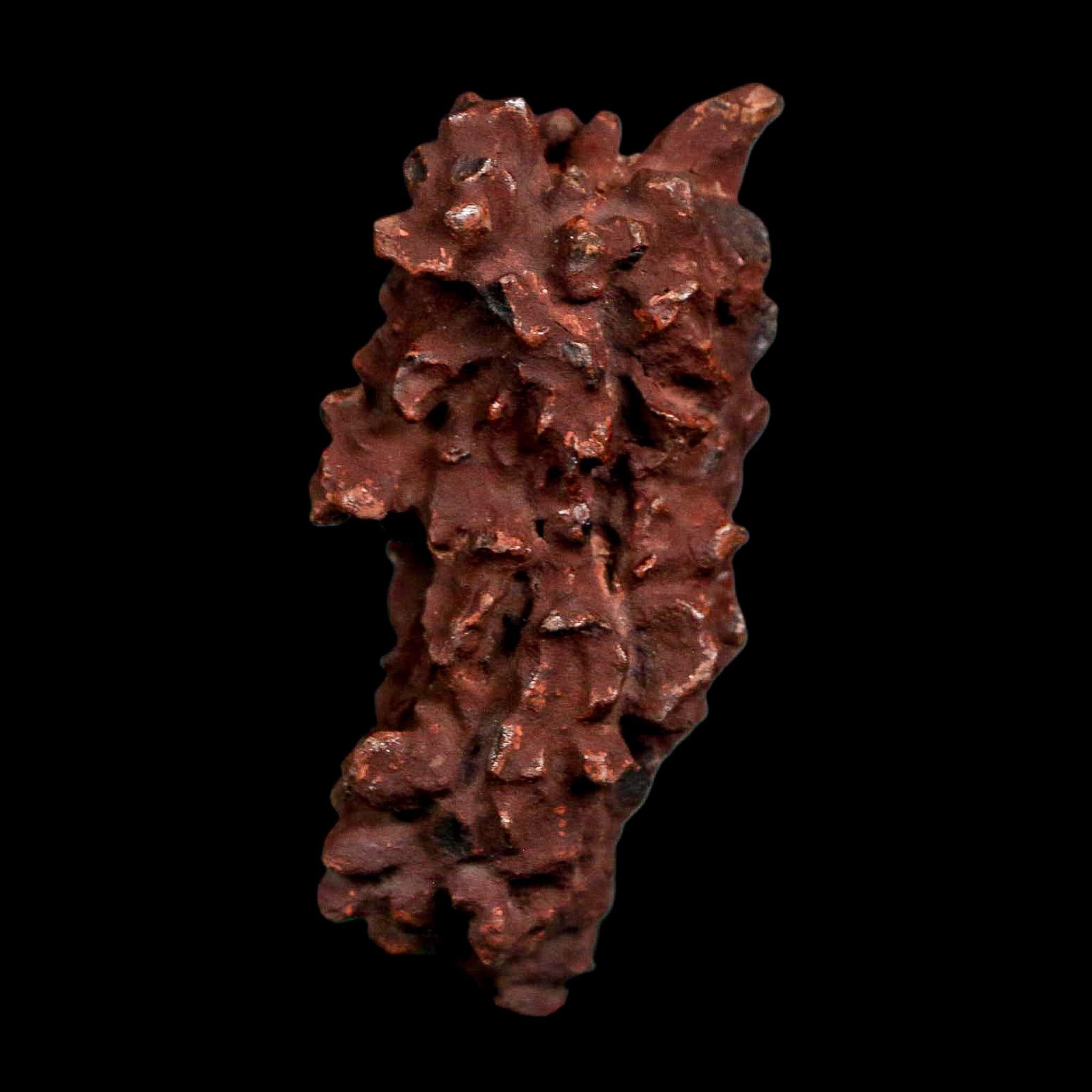 2.2" Prehistoric Coprolite Fossil Specimen Poop Dung Miocene Madagascar - Fossil Age Minerals