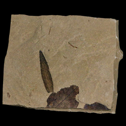 1.2" Detailed Cedrelospermum Nervosum Fossil Plant Leaf Eocene Age Green River UT - Fossil Age Minerals