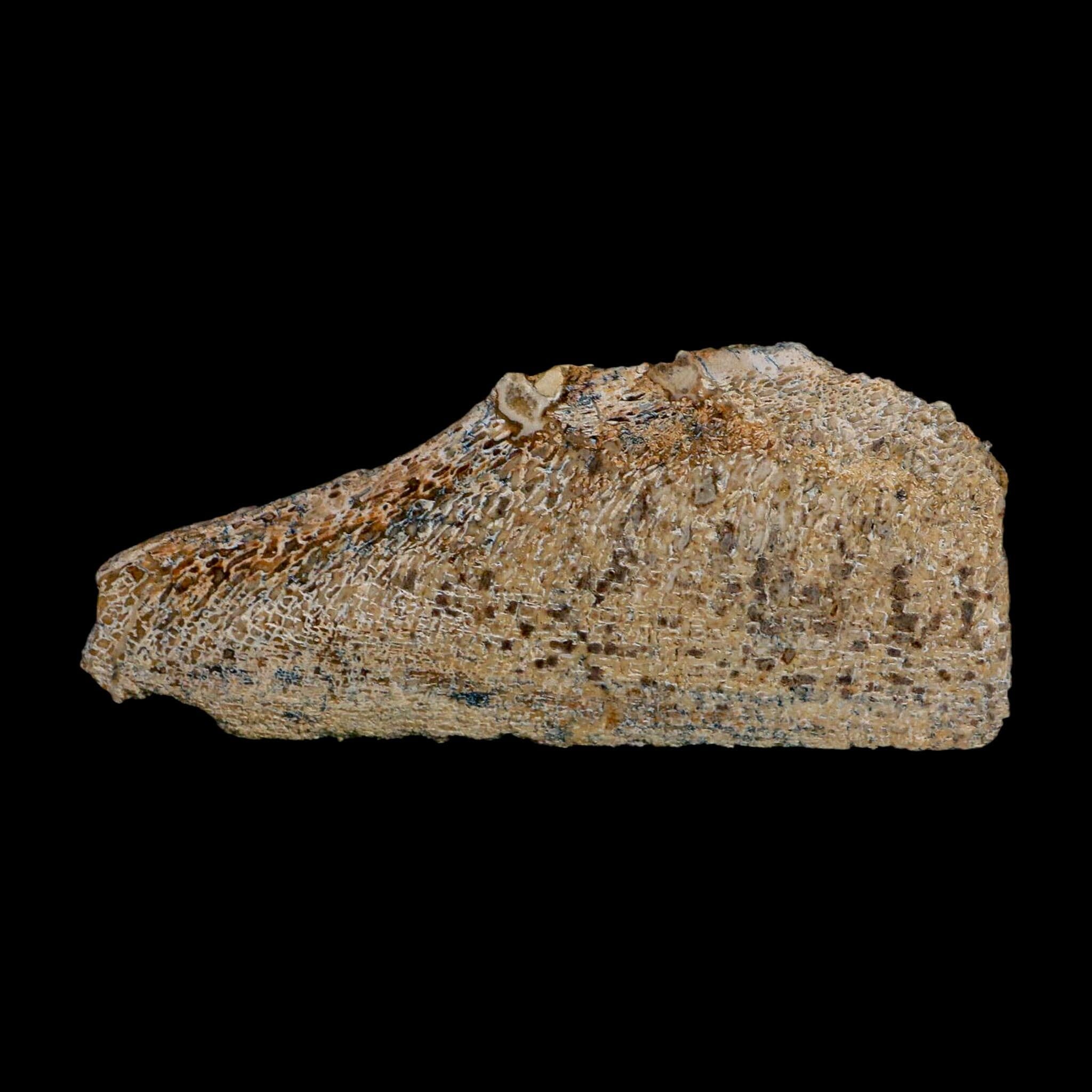 4.6" Fossil Dinosaur Gem Bone Cut Polished Slab Agatized Dinosaur Bone Morocco