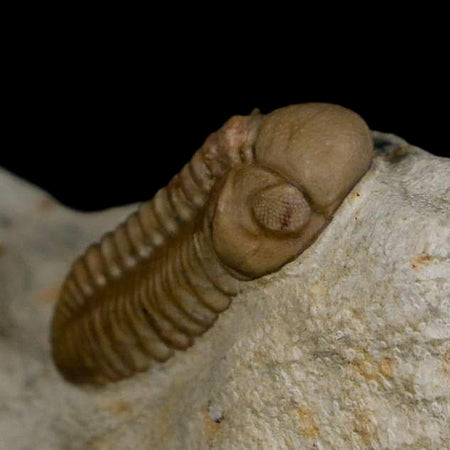 1.2" Kainops Raymodi Trilobite Fossil In Matrix Compound eyes Black Cat Mountain OK
