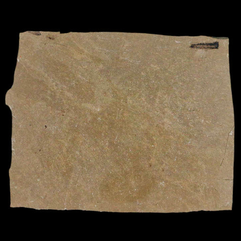 1.2" Detailed Cedrelospermum Nervosum Fossil Plant Leaf Eocene Age Green River UT - Fossil Age Minerals