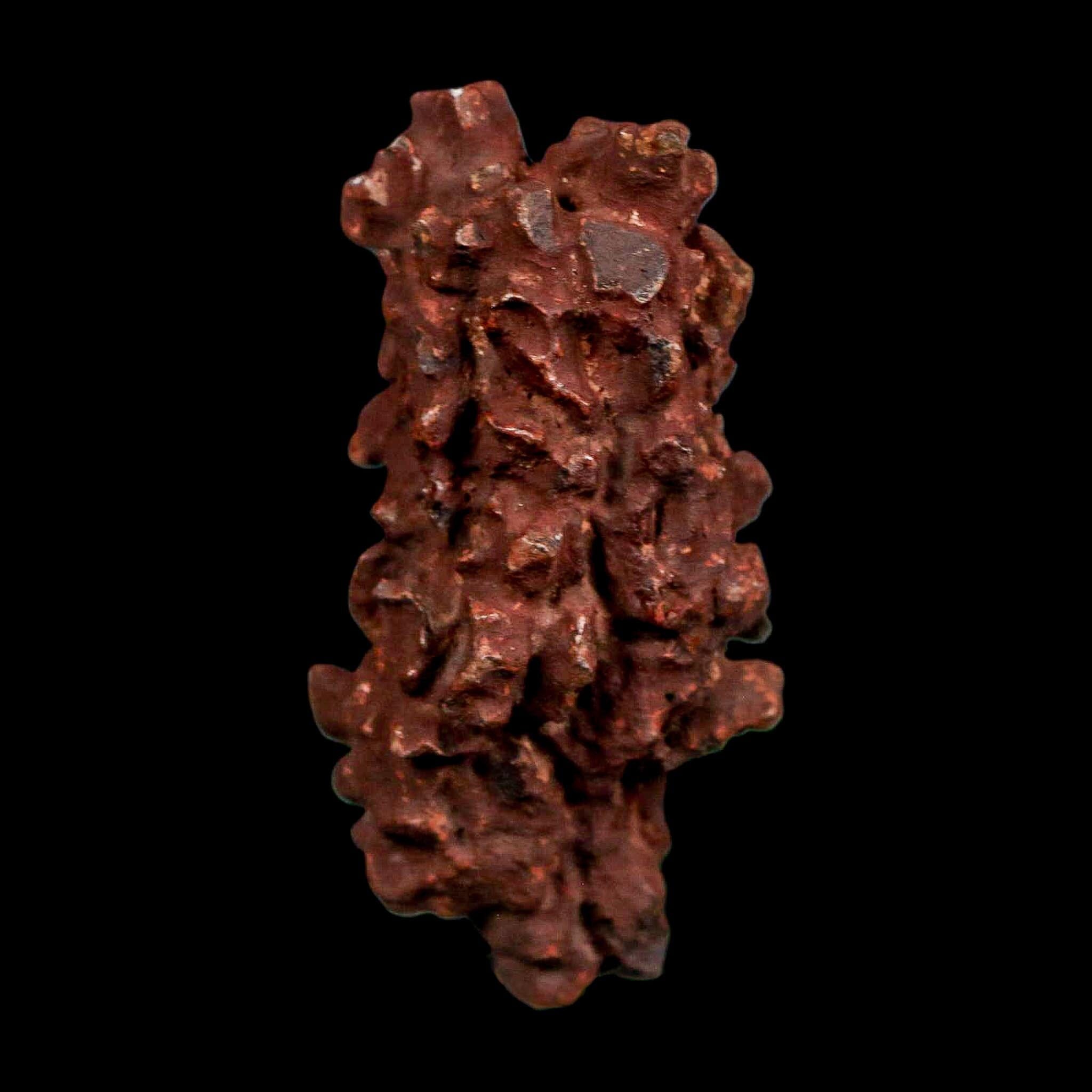 2.2" Prehistoric Coprolite Fossil Specimen Poop Dung Miocene Madagascar - Fossil Age Minerals