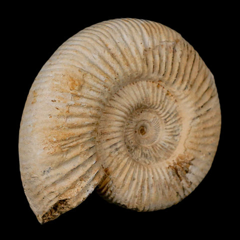 94MM Perisphinctes Ammonite Fossil Nautilus Madagascar Jurassic Age COA - Fossil Age Minerals