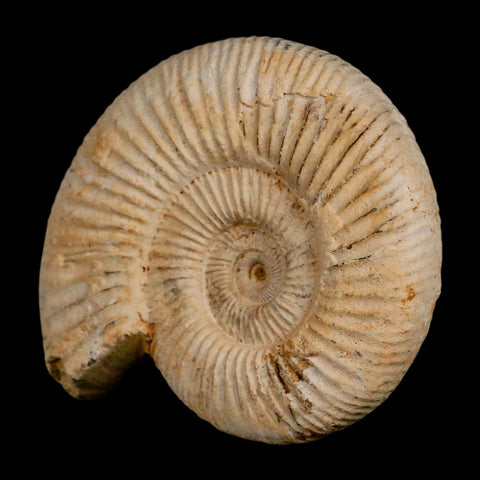 94MM Perisphinctes Ammonite Fossil Nautilus Madagascar Jurassic Age COA - Fossil Age Minerals