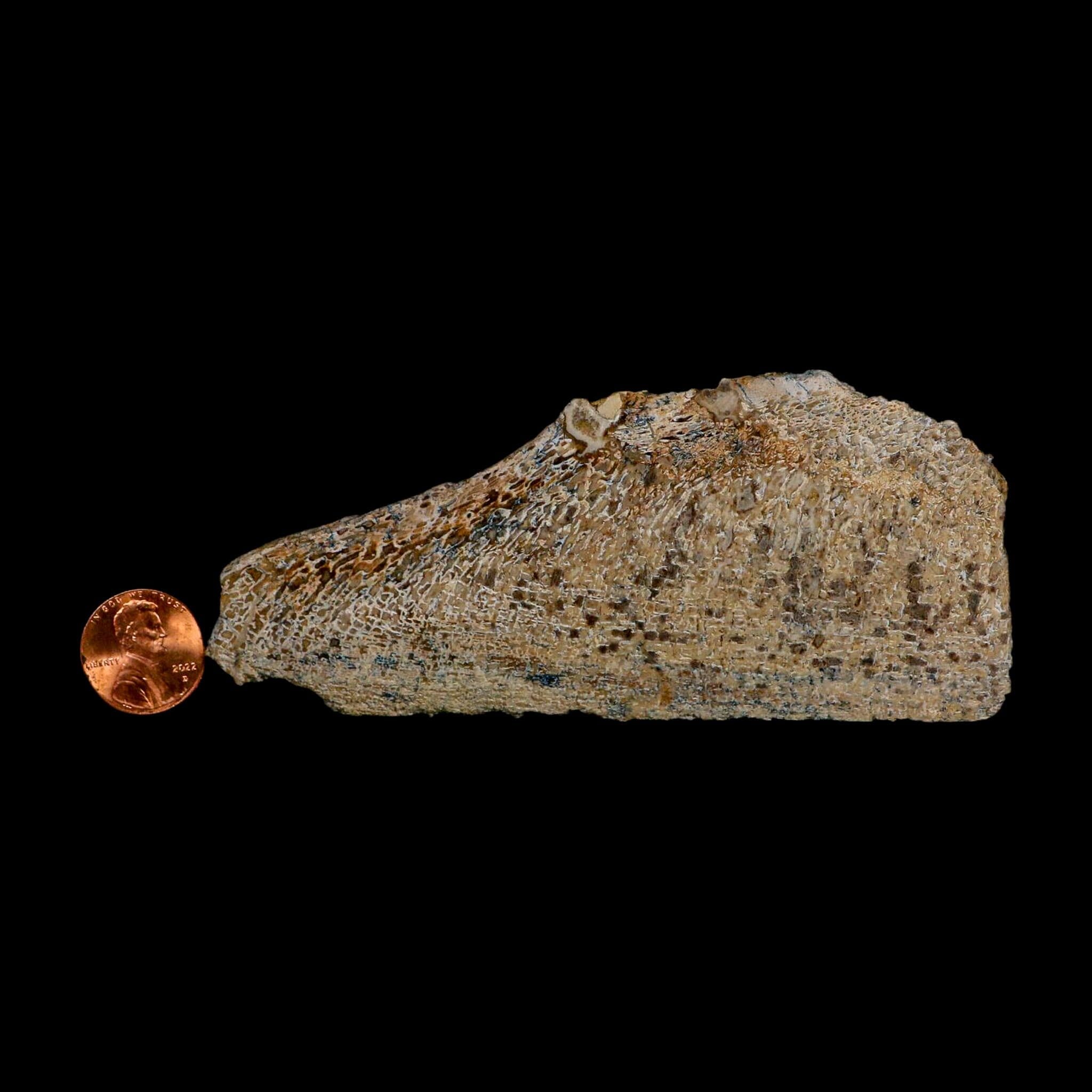 4.6" Fossil Dinosaur Gem Bone Cut Polished Slab Agatized Dinosaur Bone Morocco