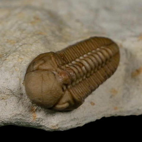 1.2" Kainops Raymodi Trilobite Fossil In Matrix Compound eyes Black Cat Mountain OK - Fossil Age Minerals