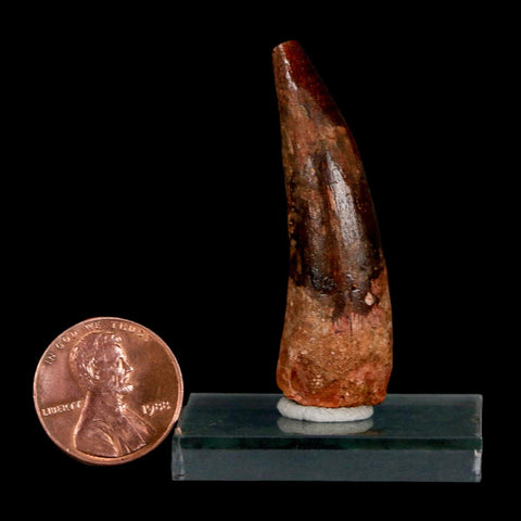 1.8" Spinosaurus Fossil Tooth 100 Million Years Old Cretaceous Dinosaur COA Stand