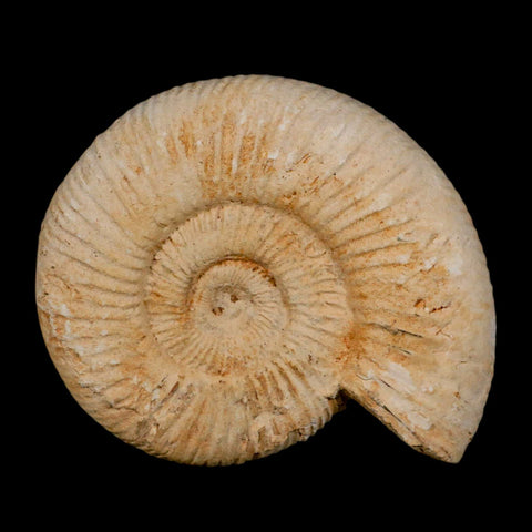 94MM Perisphinctes Ammonite Fossil Nautilus Madagascar Jurassic Age COA - Fossil Age Minerals