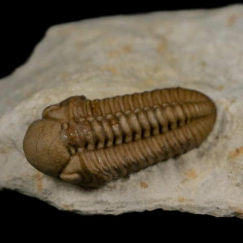 1.2" Kainops Raymodi Trilobite Fossil In Matrix Compound eyes Black Cat Mountain OK - Fossil Age Minerals