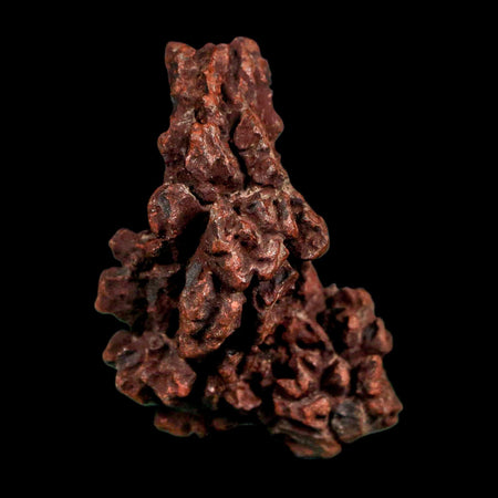 1.9" Prehistoric Coprolite Fossil Specimen Poop Dung Miocene Madagascar