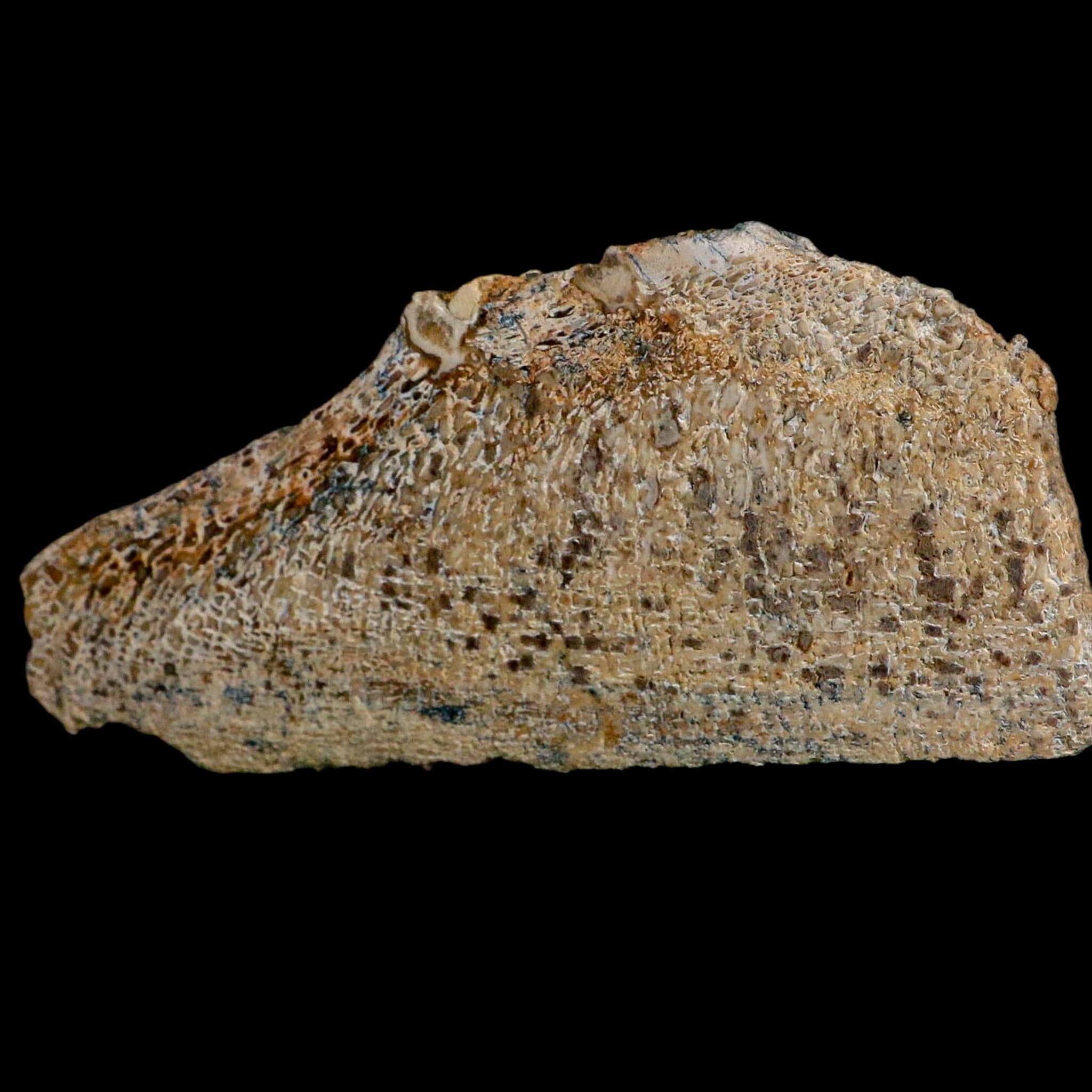 4.6" Fossil Dinosaur Gem Bone Cut Polished Slab Agatized Dinosaur Bone Morocco