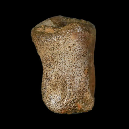 1" Thescelosaurus Fossil Toe Bone Cretaceous Dinosaur Lance Creek FM WY COA