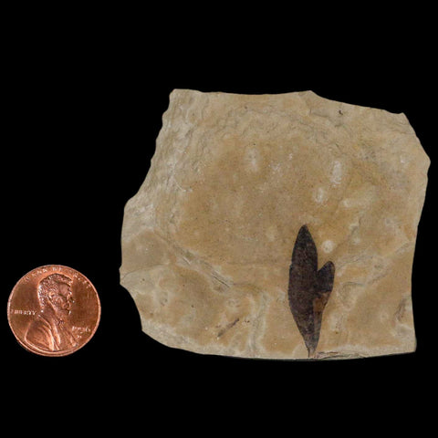 1" Detailed Cardiospermum Coloradensis Balloon Vine Fossil Plant Leaf Eocene Age - Fossil Age Minerals