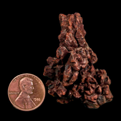 1.9" Prehistoric Coprolite Fossil Specimen Poop Dung Miocene Madagascar