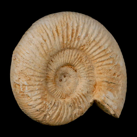 94MM Perisphinctes Ammonite Fossil Nautilus Madagascar Jurassic Age COA - Fossil Age Minerals