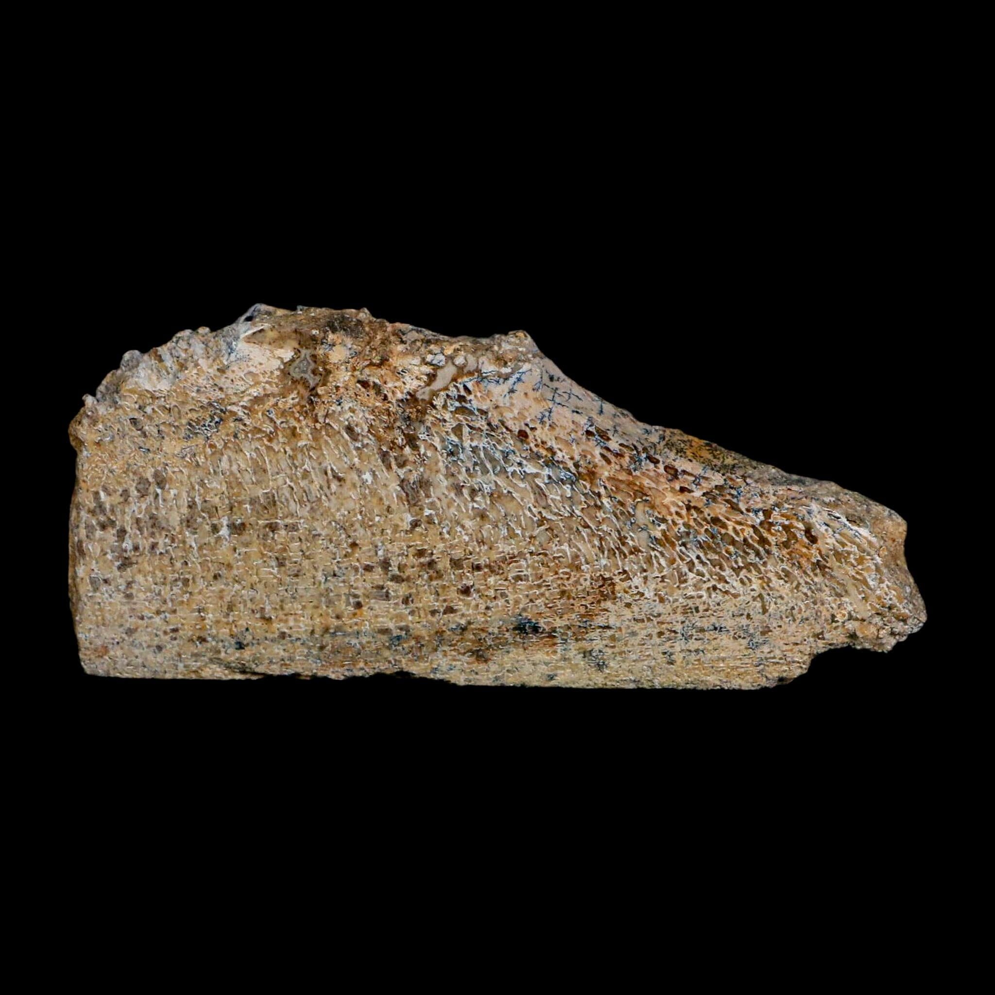 4.6" Fossil Dinosaur Gem Bone Cut Polished Slab Agatized Dinosaur Bone Morocco