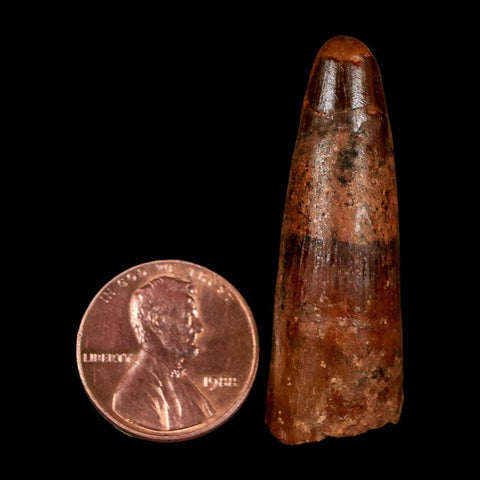 1.6" Spinosaurus Fossil Tooth 100 Million Years Old Cretaceous Dinosaur COA Stand