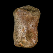 1" Thescelosaurus Fossil Toe Bone Cretaceous Dinosaur Lance Creek FM WY COA