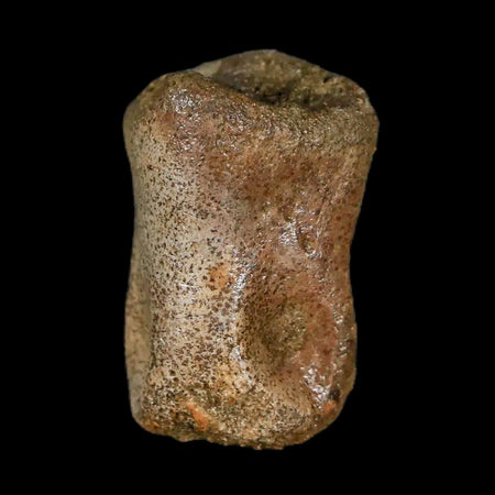 1" Thescelosaurus Fossil Toe Bone Cretaceous Dinosaur Lance Creek FM WY COA