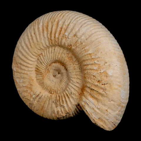 94MM Perisphinctes Ammonite Fossil Nautilus Madagascar Jurassic Age COA - Fossil Age Minerals
