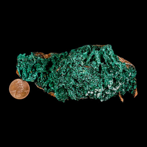 4.4" Dark Green Malachite Crystals On Barite Blades Mineral Specimen Tiznit Morocco - Fossil Age Minerals