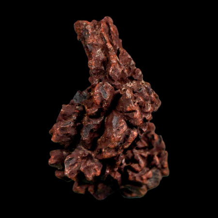 1.9" Prehistoric Coprolite Fossil Specimen Poop Dung Miocene Madagascar