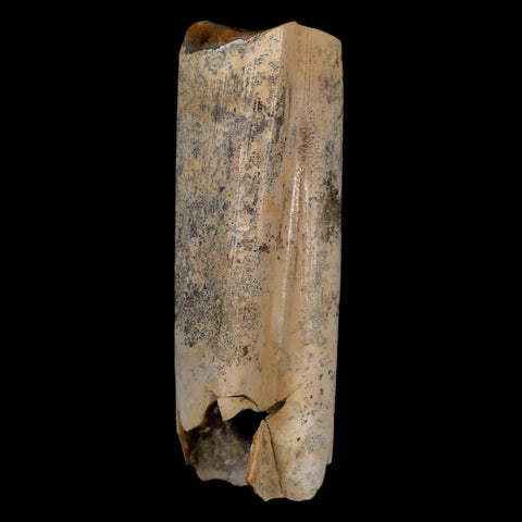 3" Giant Ground Sloth Lestodon Armatus Fossil Tooth Pleistocene Epoch South America - Fossil Age Minerals