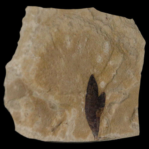 1" Detailed Cardiospermum Coloradensis Balloon Vine Fossil Plant Leaf Eocene Age - Fossil Age Minerals