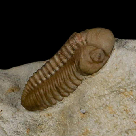 1.2" Kainops Raymodi Trilobite Fossil In Matrix Compound eyes Black Cat Mountain OK - Fossil Age Minerals