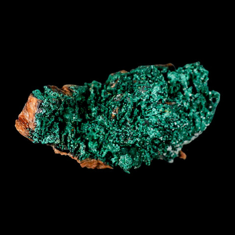 4.4" Dark Green Malachite Crystals On Barite Blades Mineral Specimen Tiznit Morocco - Fossil Age Minerals