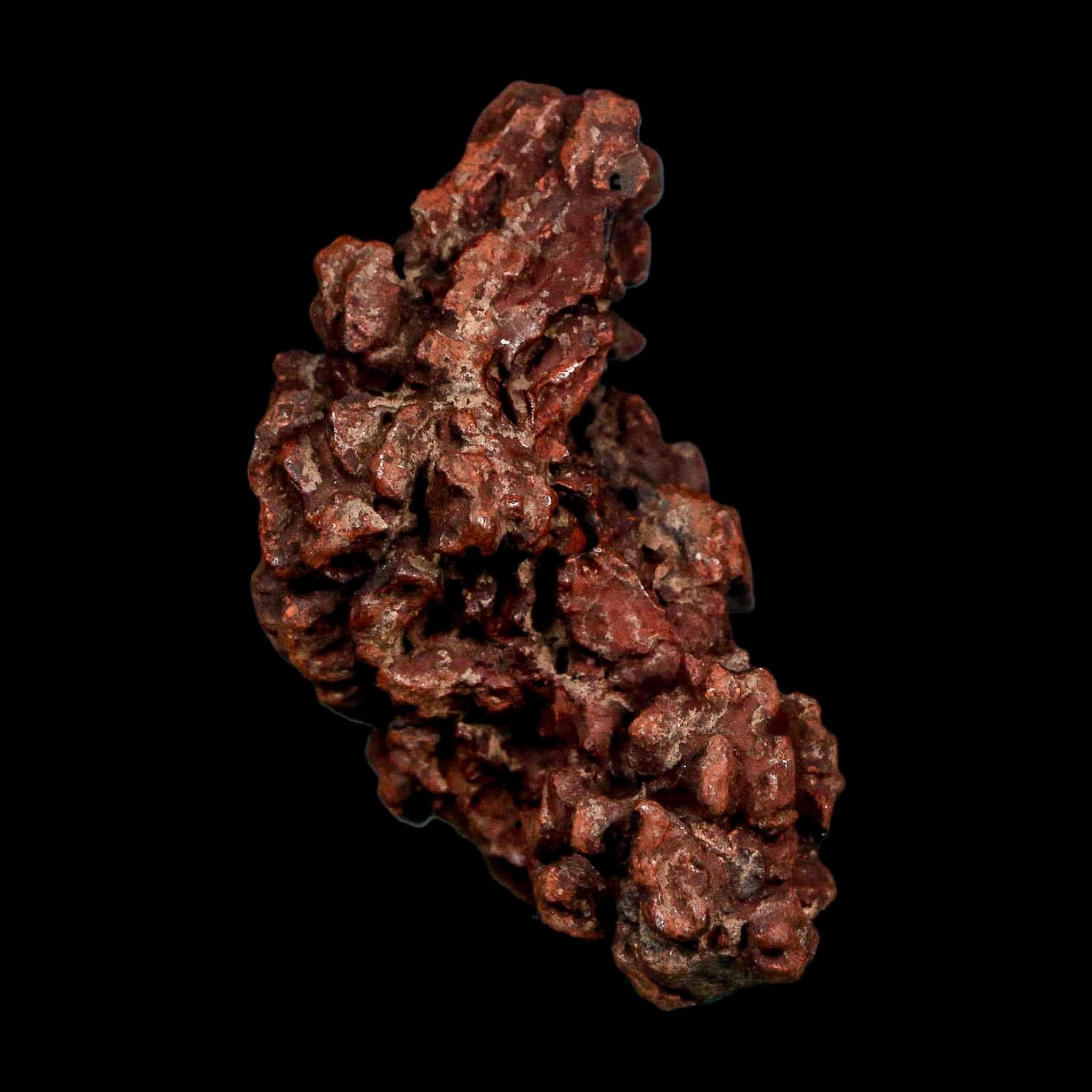 1.9" Prehistoric Coprolite Fossil Specimen Poop Dung Miocene Madagascar - Fossil Age Minerals