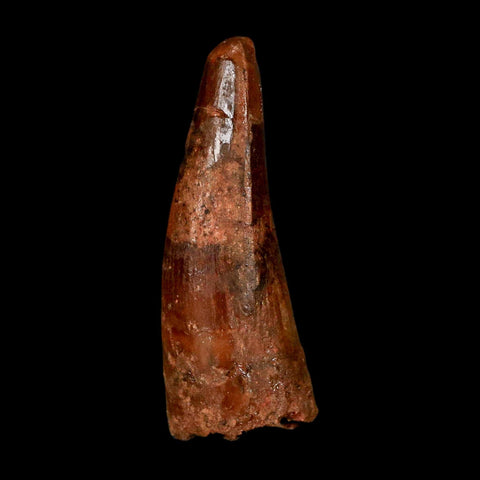 1.6" Spinosaurus Fossil Tooth 100 Million Years Old Cretaceous Dinosaur COA Stand