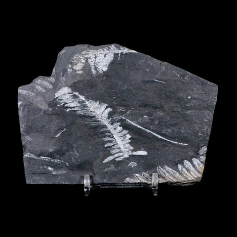 4.6" Alethopteris Fern Plant Leaf Fossil Carboniferous Age Llewellyn FM ST Clair, PA - Fossil Age Minerals