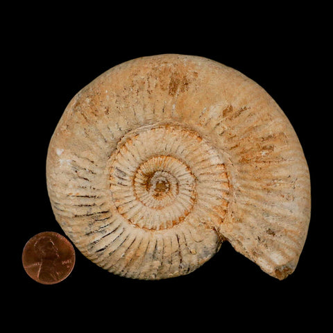 92MM Perisphinctes Ammonite Fossil Nautilus Madagascar Jurassic Age COA - Fossil Age Minerals