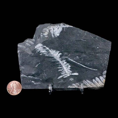 4.6" Alethopteris Fern Plant Leaf Fossil Carboniferous Age Llewellyn FM ST Clair, PA - Fossil Age Minerals