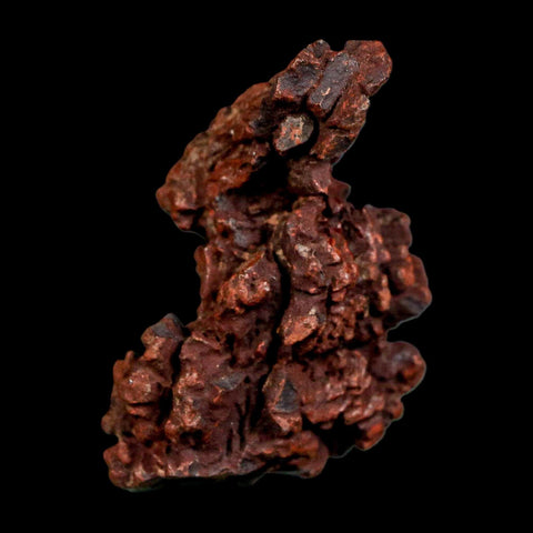 1.9" Prehistoric Coprolite Fossil Specimen Poop Dung Miocene Madagascar