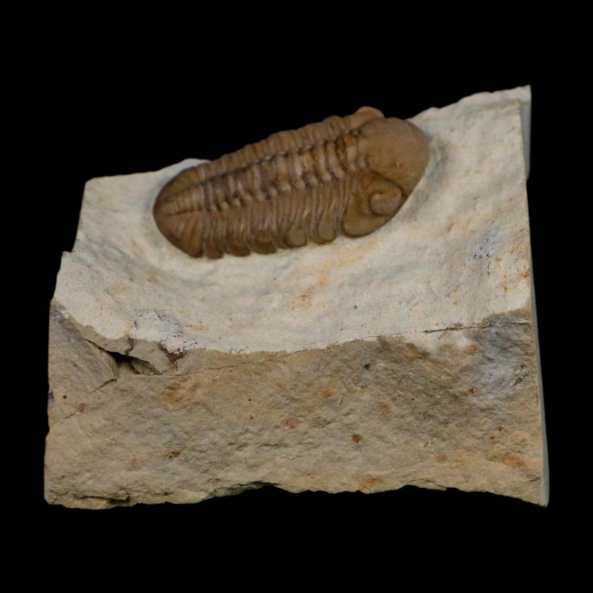 1.2" Kainops Raymodi Trilobite Fossil In Matrix Compound eyes Black Cat Mountain OK - Fossil Age Minerals